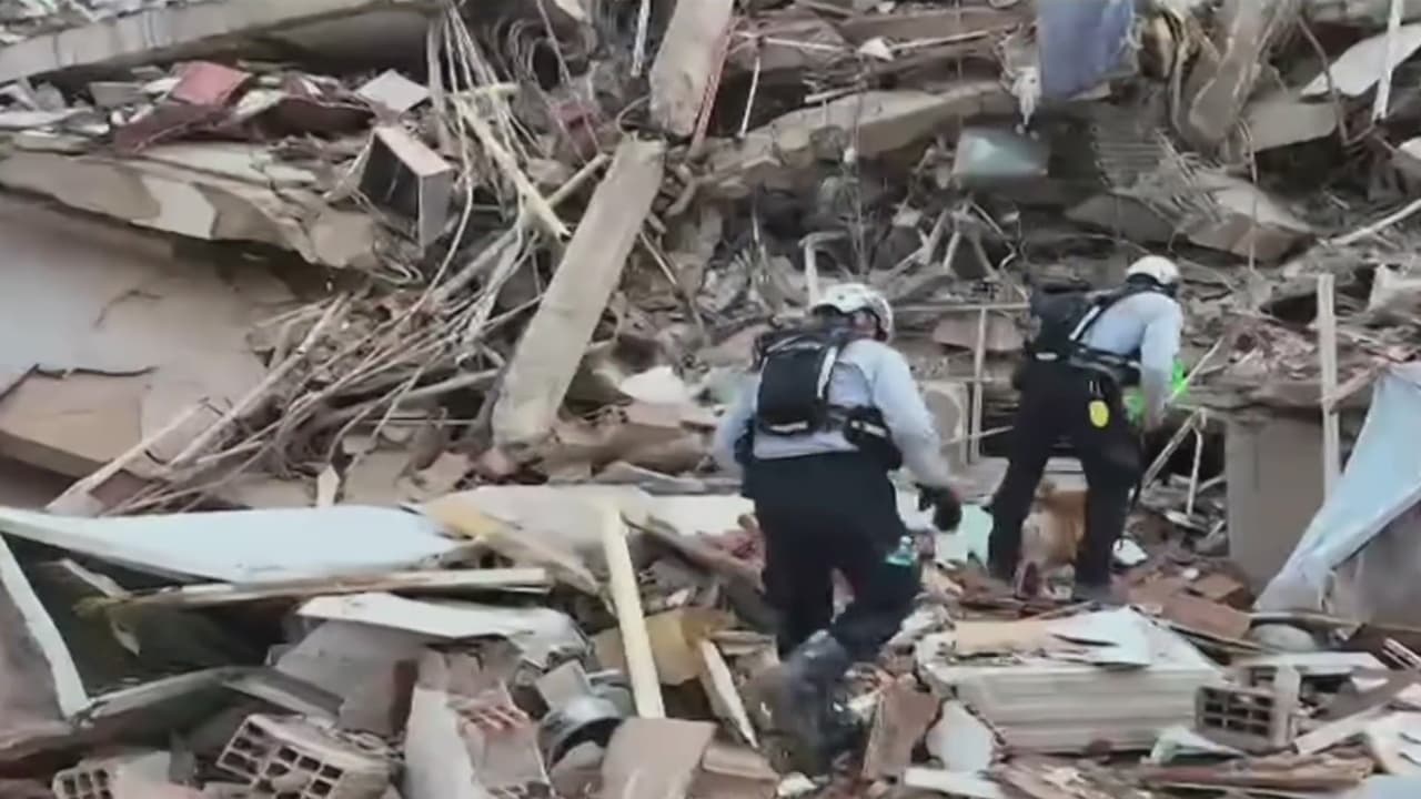 Hallan con vida a un loro entre los escombros de un edificio en Venezuela