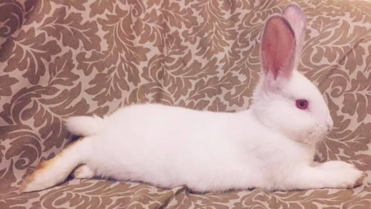 “Y ella es Karlita 🥰❤️, mi conejita. Tan bella”, escribió Carolina Escobar.