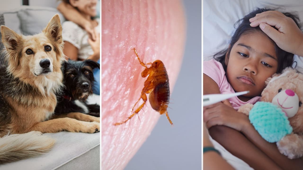 Alerta en Dallas: enfermedad transmitida por pulgas, cómo cuidar a tu familia y mascotas