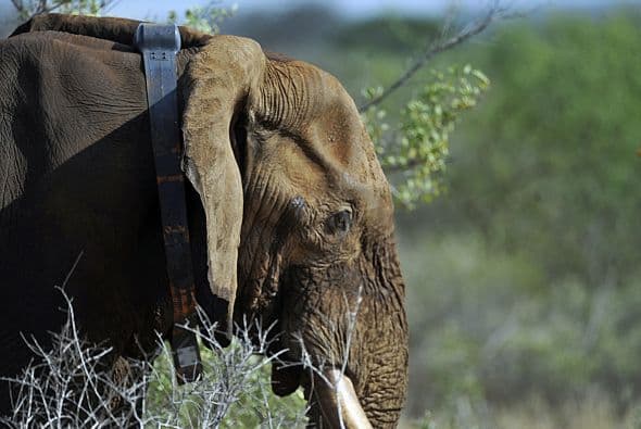 El fondo también una campaña pública en China, el mercado de marfil más grande del mundo, con personajes famosos que piden a los consumidores a no comprar productos de marfil.