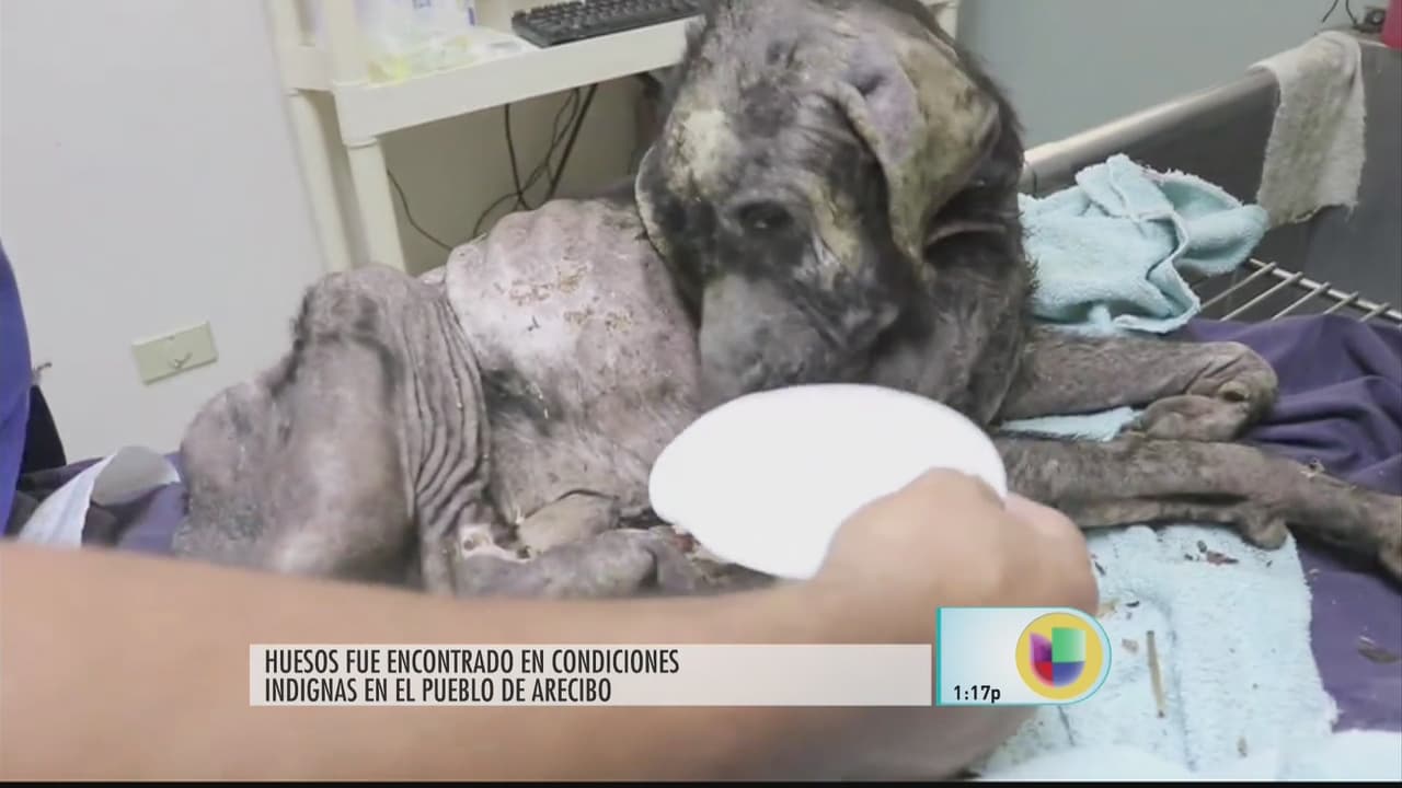 El perrito que fue hallado en una condición de salud grave, en puro hueso, con gusanos y desnutrido. En Puerto Rico,hay un latente problema de desconocimiento sobre la “Ley para el Bienestar y la Protección de los Animales”, mejor conocida como la Ley 154.