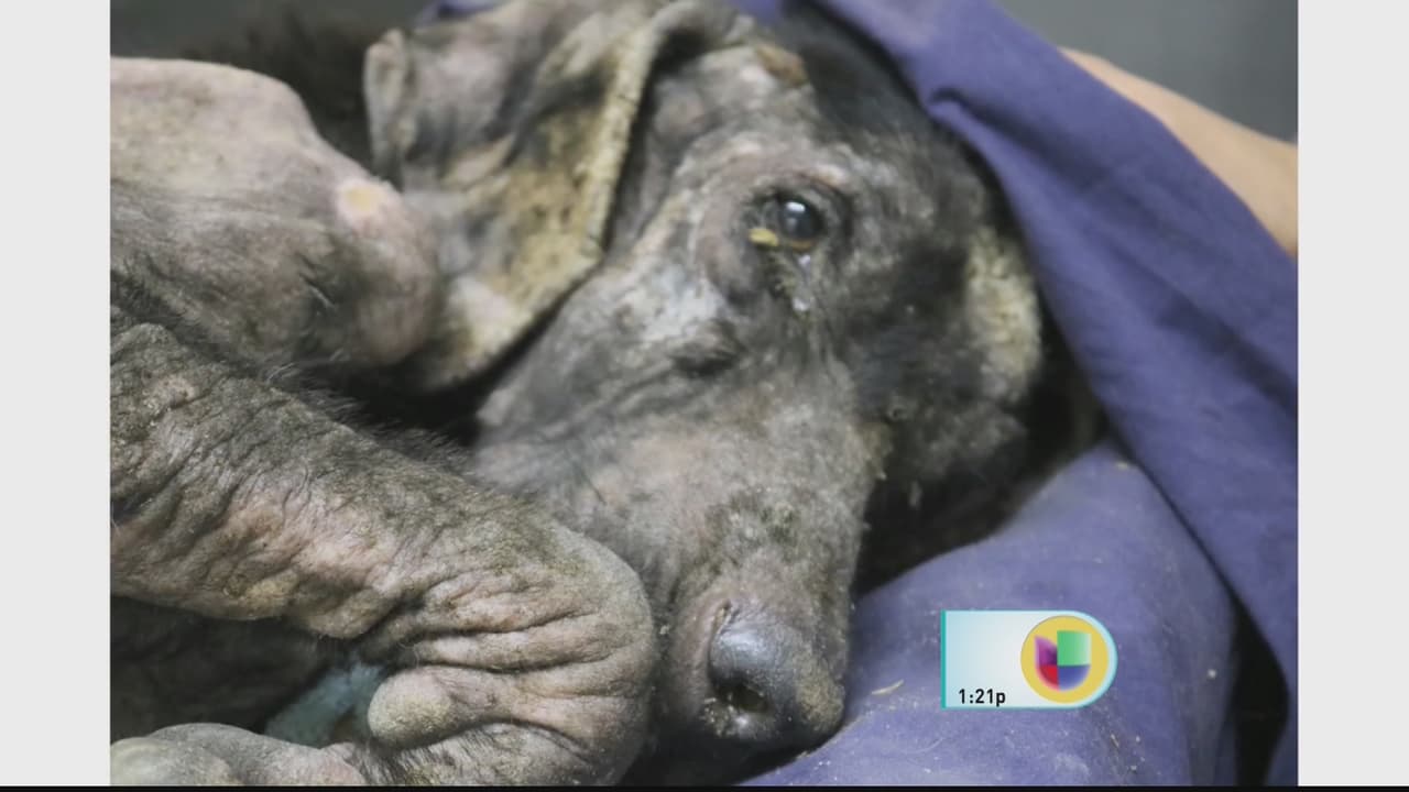 El perrito que fue hallado en una condición de salud grave, en puro hueso, con gusanos y desnutrido. En Puerto Rico,hay un latente problema de desconocimiento sobre la “Ley para el Bienestar y la Protección de los Animales”, mejor conocida como la Ley 154.