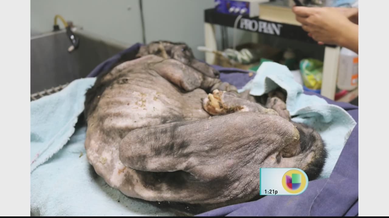 El perrito que fue hallado en una condición de salud grave, en puro hueso, con gusanos y desnutrido. En Puerto Rico,hay un latente problema de desconocimiento sobre la “Ley para el Bienestar y la Protección de los Animales”, mejor conocida como la Ley 154.