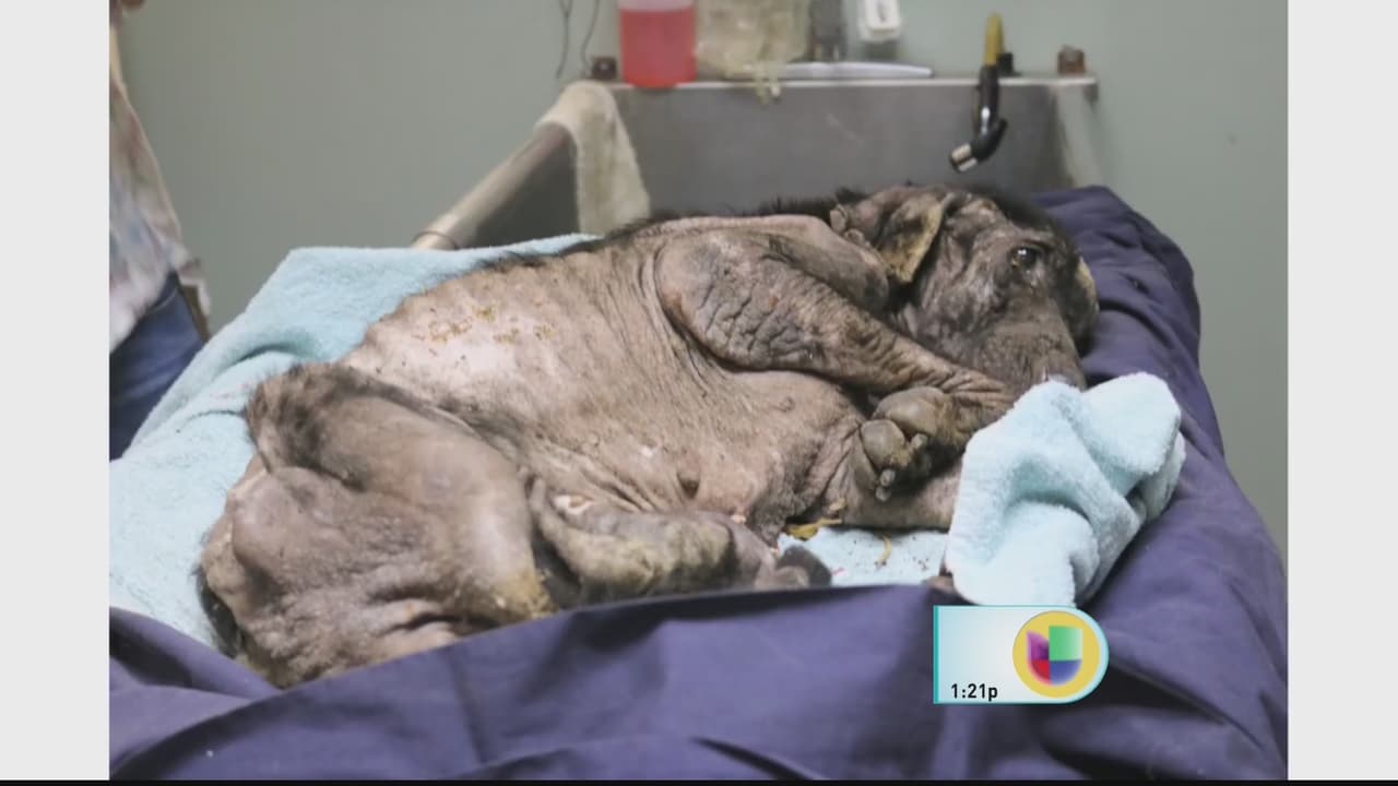 El perrito que fue hallado en una condición de salud grave, en puro hueso, con gusanos y desnutrido. En Puerto Rico,hay un latente problema de desconocimiento sobre la “Ley para el Bienestar y la Protección de los Animales”, mejor conocida como la Ley 154.