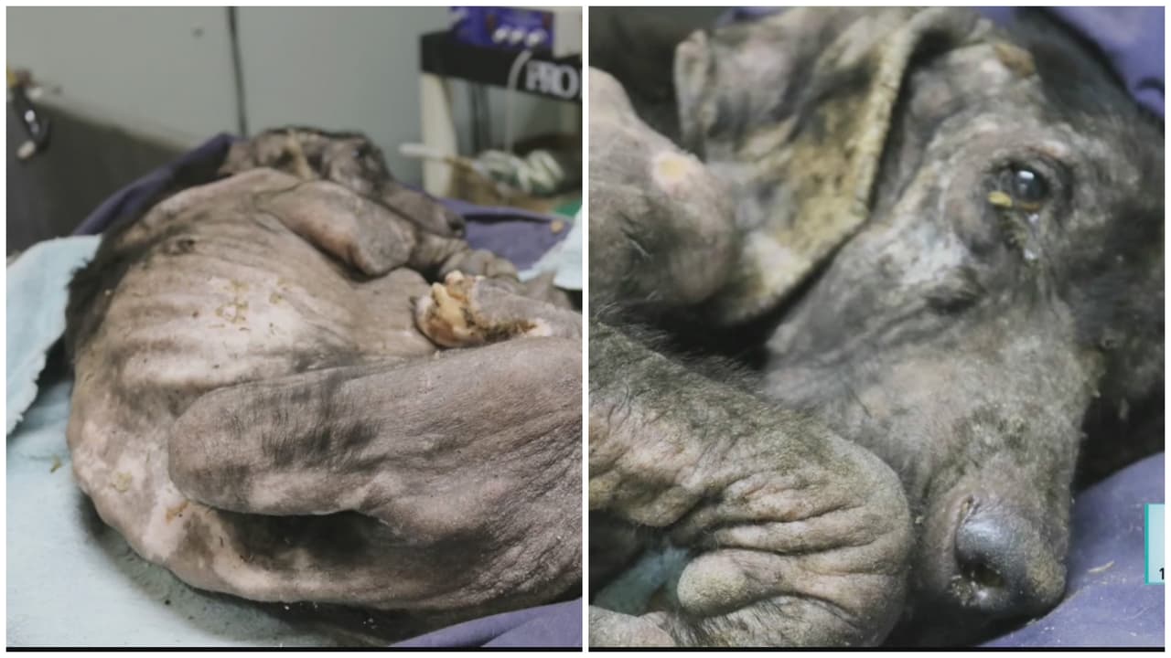 El perrito que fue hallado en una condición de salud grave, en puro hueso, con gusanos y desnutrido. En Puerto Rico,hay un latente problema de desconocimiento sobre la “Ley para el Bienestar y la Protección de los Animales”, mejor conocida como la Ley 154.