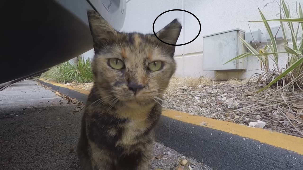 El departamento también indica que para saber si un gato ya ha sido esterilizado hay que mirar su oreja izquierda.