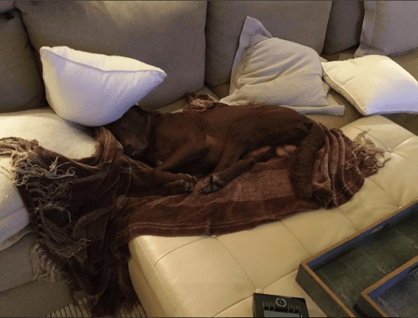 ¿Vida de perro? Qué lujos recibe este muchacho peludo.