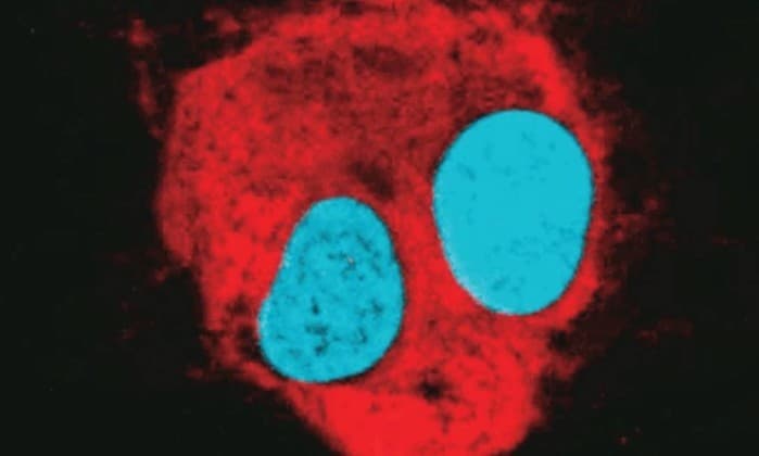 Instituto D′Or de Pesquisa e Ensino (IDOR).