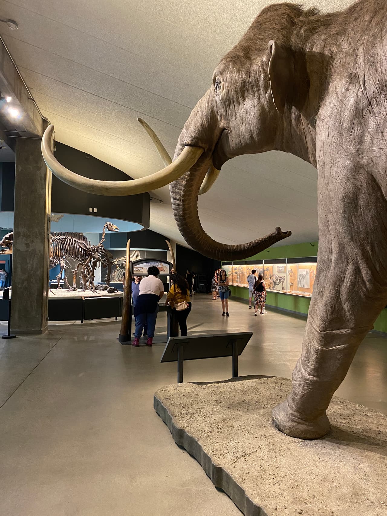 Dentro del edificio encontrarás enormes perezosos terrestres, imponentes mamuts y gruñidos de dientes de sable, algunos de los fósiles más espectaculares jamás encontrados por los científicos en la zona.