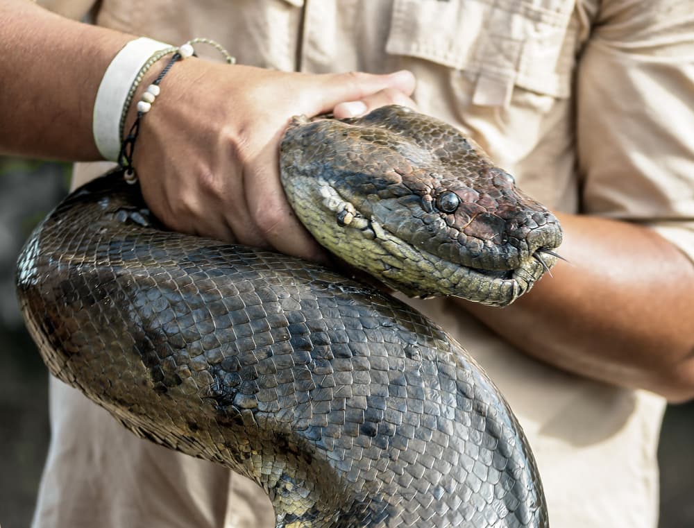<h3 class="cms-H3-H3">Soñar con serpientes grandes</h3>
<br>Si en tu sueño la serpiente es gigante, como una 
<b>anaconda</b> o una 
<b>boa</b>, que matan a sus víctimas enroscándose a su alrededor y asfixiándolas, puede ser que hay alguien en nuestra vida que nos está haciendo sentir así. Podría ser alguien que nos quita el aire en nuestra vida amorosa, familiar, laboral o financiera.