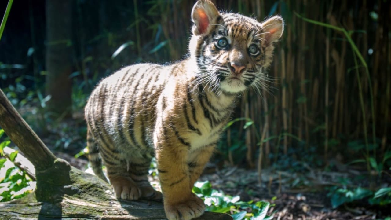 El cachorro de tigre decomisado en la frontera tendrá nuevo compañero en el Zoológico de San Diego