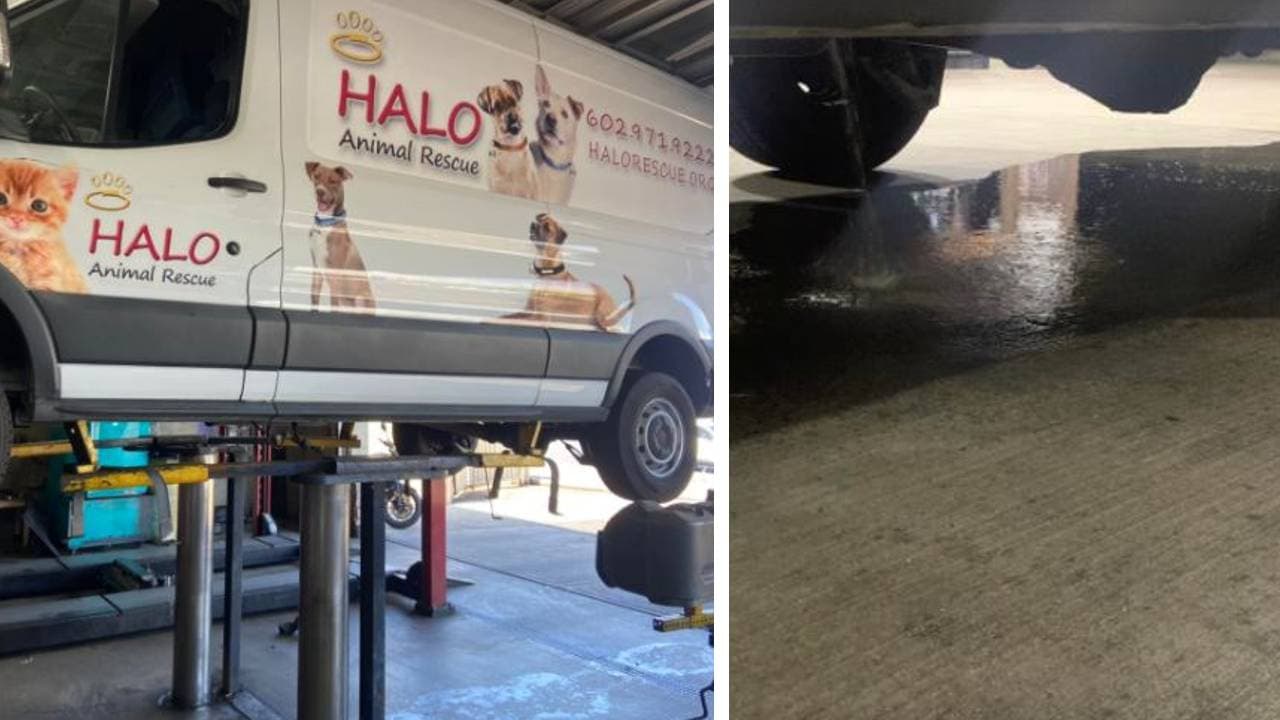 Roban gasolina y dañan furgoneta del refugio de animales de Phoenix; 35 perros esperan ser rescatados en México