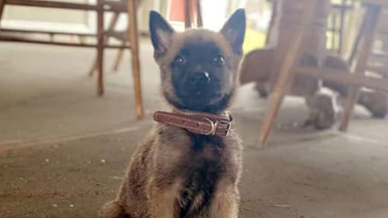 Jessica Hernández: "Él es Max, se acaba de unir a nuestra familia con 5 hijas. Max llegó a ser el único bebé niño en nuestra familia"