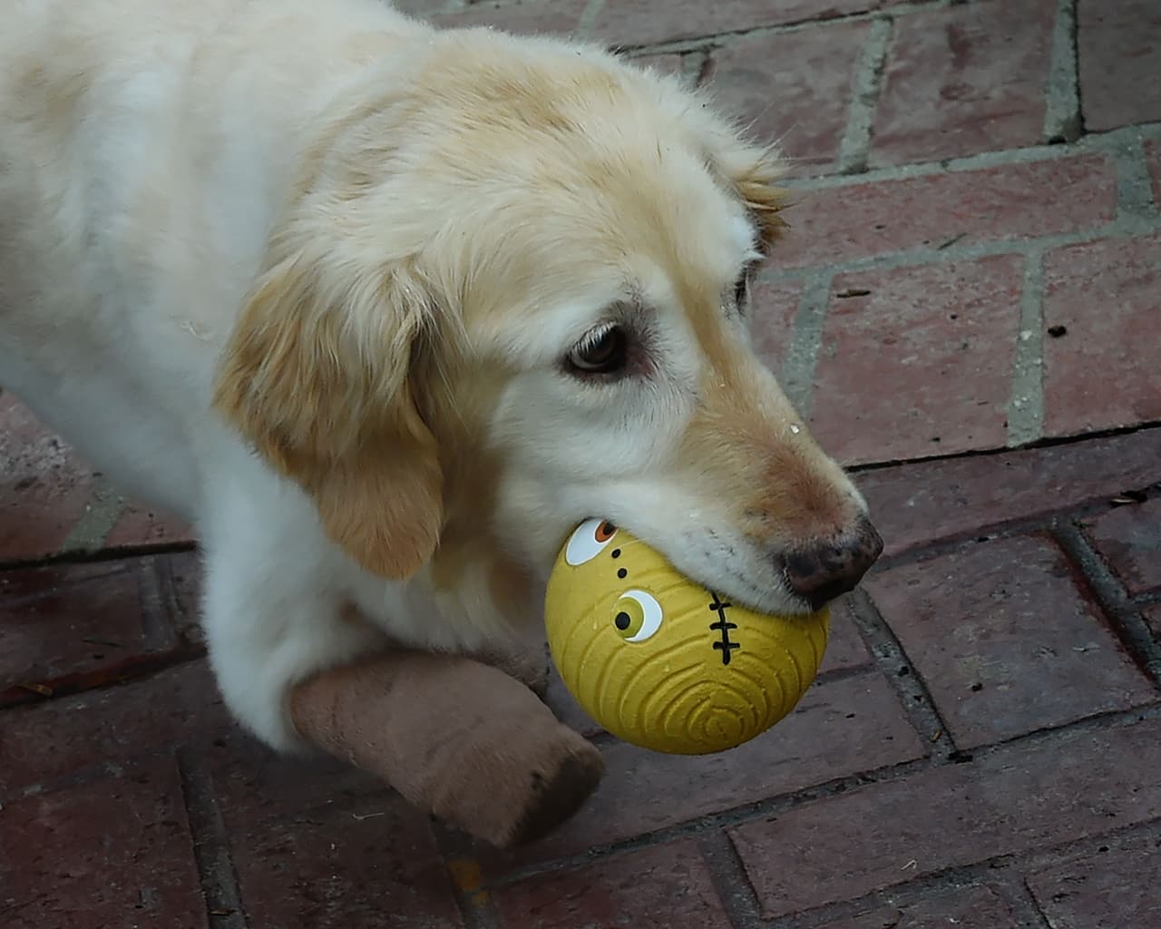"Fue como perder a una hija": una pareja encuentra a su perra con la ayuda de un dron días después de perderla en una zona boscosa