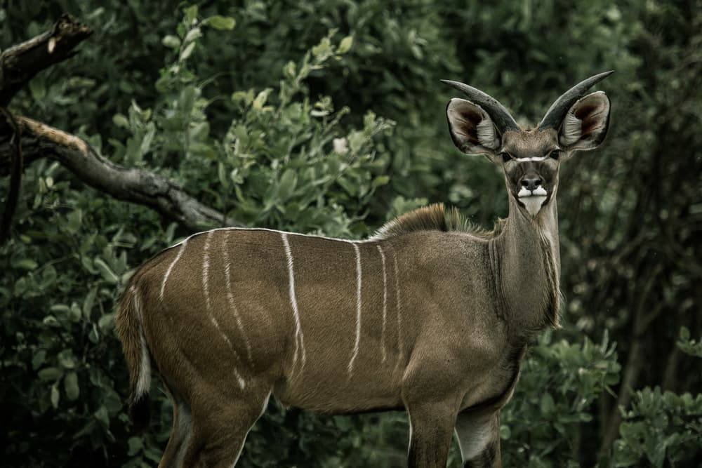 Este es el kudú, un antílope africano que habita en las sabanas del sur y este de África. Una de sus cualidades más visibles y hermosas es su amplia cornamenta. Sin embargo, esa misma le ha llevado a ser blanco contínuo de cazadores, lo uqe ha deteriorado su población. Los kudu son capaces de saltar hasta siete pies de alto, aquí se observa un joven macho.
