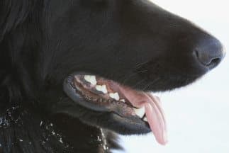 ¿Pueden detectar el cáncer?