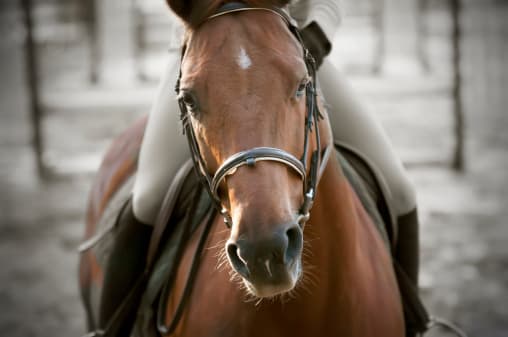 Cinco años de prisión y pagar $25 millones: condenan a entrenador hispano por dopar caballos