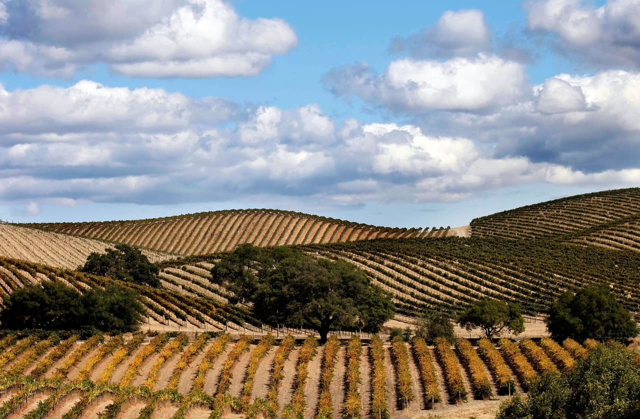 Napa Valley, en California, una de las regiones vitivinícolas más conocidas del mundo, es un destino preferido por los amantes del vino. La producción de la vid en esta región podría tener que cesar por el cambio en el clima que ya está afectando la cosecha, con veranos más largos y calurosos. Las tendencias en cambio de temperaturas amenazan con ser incompatibles con las condiciones necesarias para la producción. Esto podría, también acabar con el gran turismo que abastece la economía de la región.