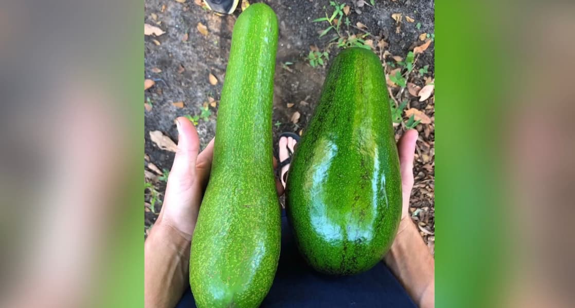 La caja más pequeña de 3 a 6 libras de estos aguacates, que puede tener una sola fruta, cuesta 47 dólares y por la más grande, con un peso de 35 a 45 libras, tiene que pagar $197.