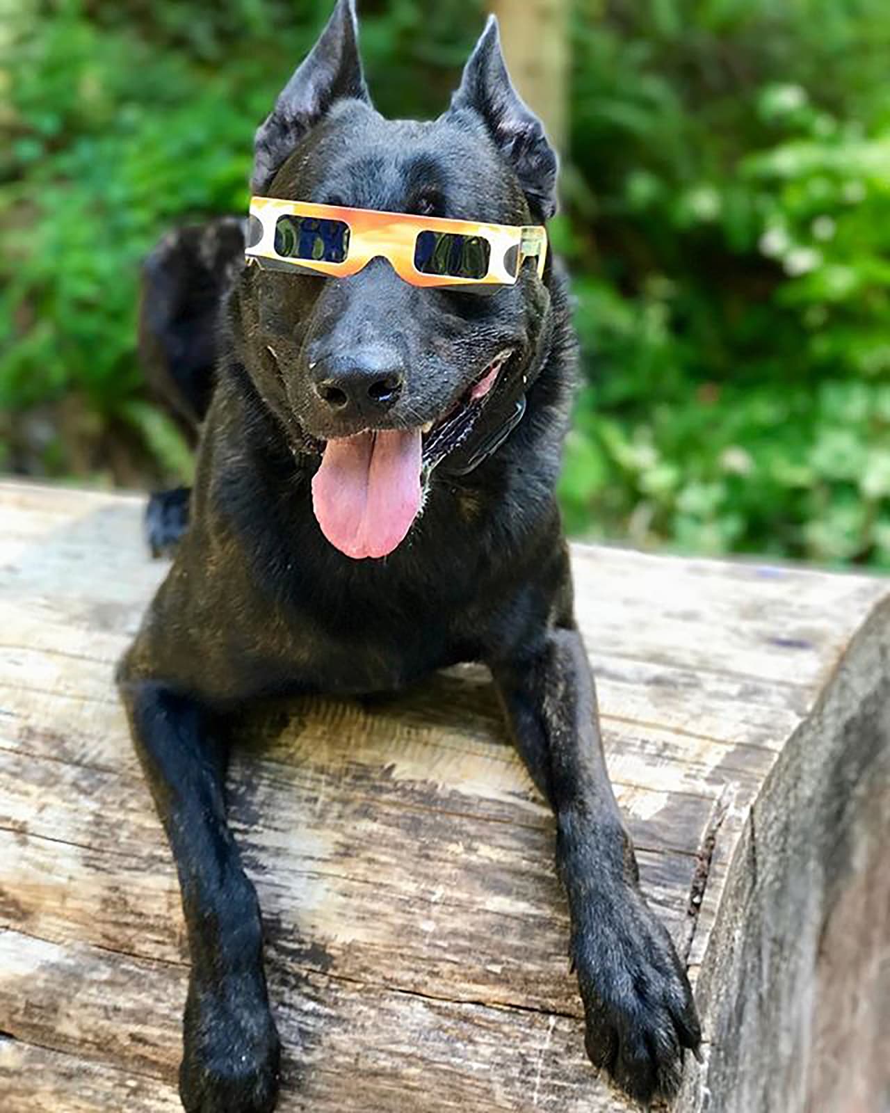 "¡Listo para la #eclipse! #safetyfirst #solareclipse2017".