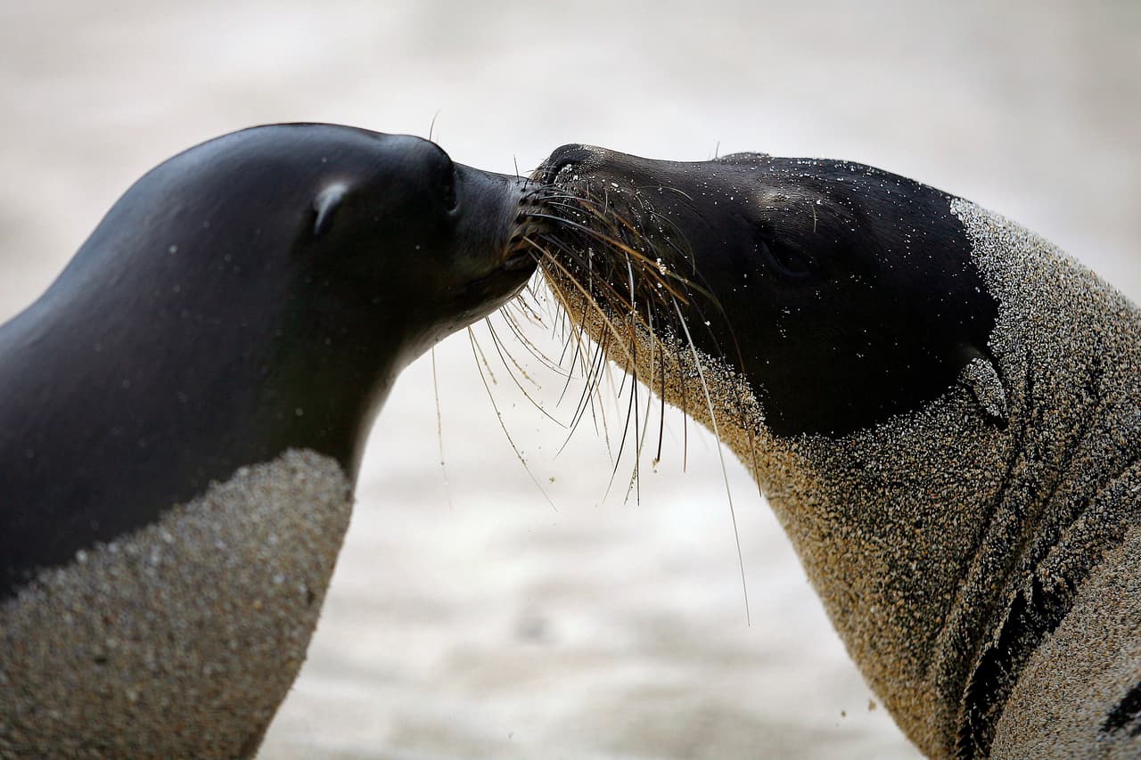 El Zoológico de Houston abre la nueva exhibición de las
<a href="https://www.univision.com/local/houston-kxln/exhibicion-islas-galapagos-zoologico-houston-fotos" target="_blank">Islas Galápagos</a>.