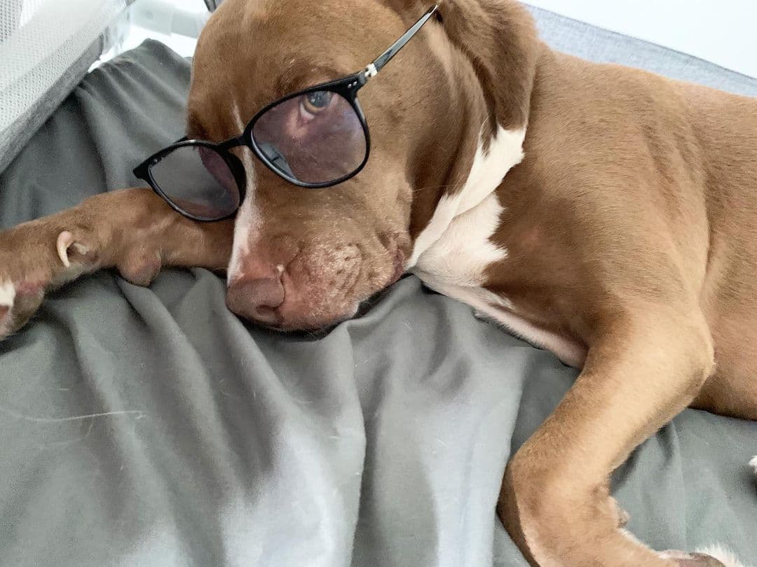 Mocha es una perrita rescatada en Temecula, California, hace más de 5 años, así lo contó su dueña en redes sociales:"Cuando llegó a casa, caminaba coja, tenía su orejita quemada y estaba en sus huesitos. Hoy, es una loquita que nos alegra la vida y una gran compañía para mi Chloé".