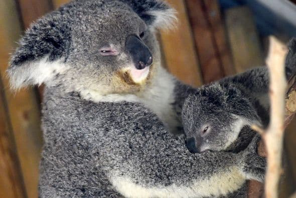 ¡Canguros y koalas están emergiendo!