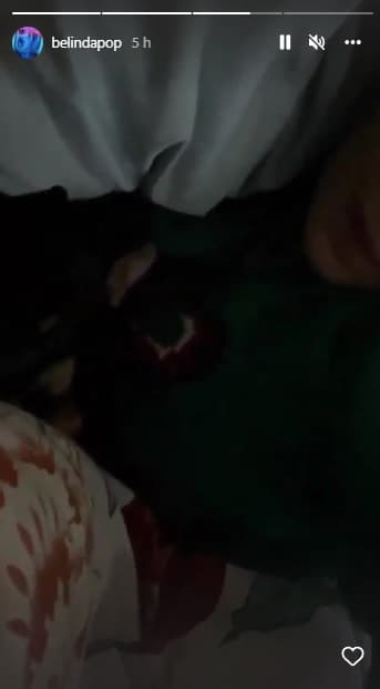 Fue el 8 de enero de 2021 cuando Nodal dio a conocer en Twitter que Cuatro llegaba a su vida y a la de Belinda, quien días antes sufrió la pérdida de su perrito chihuahua, Guizmo.
<br>