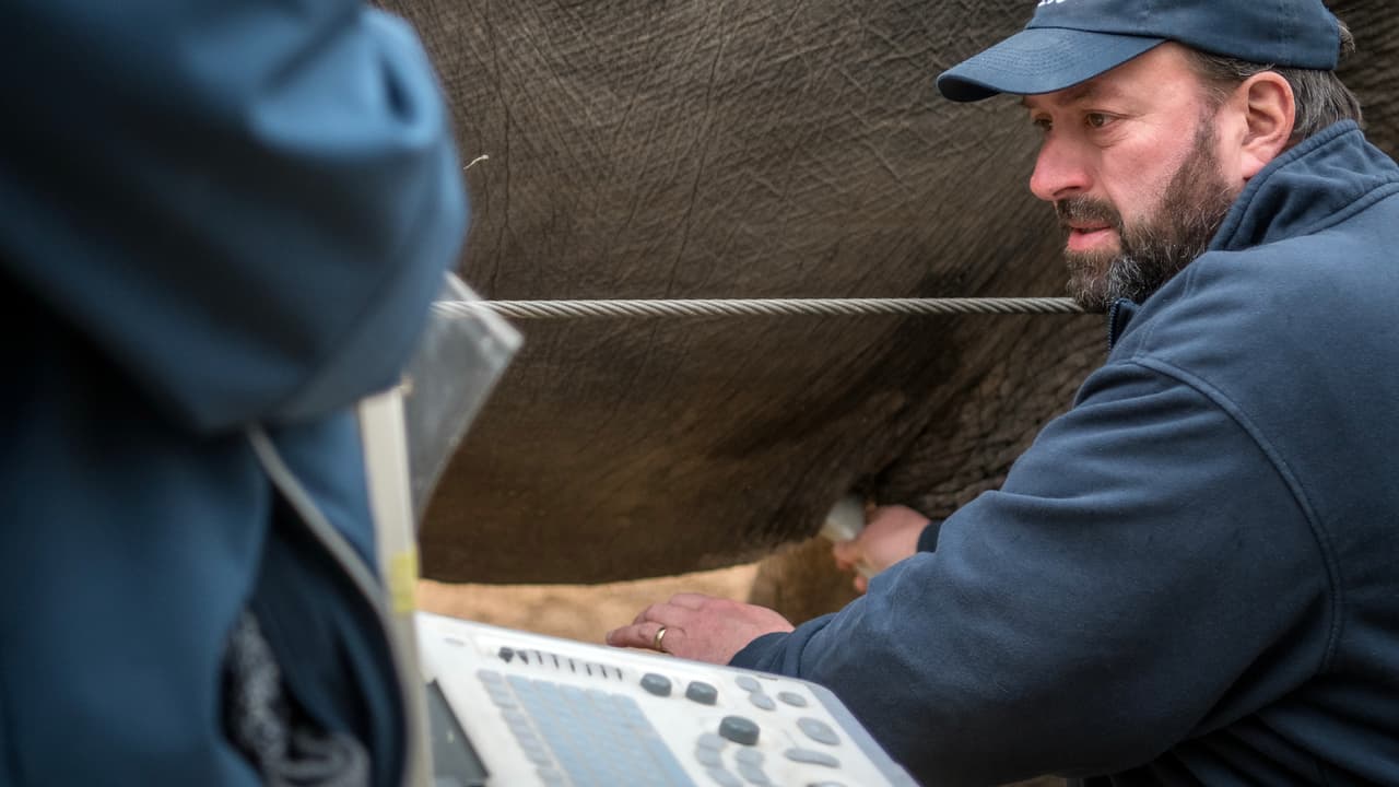 Se espera que cuando Shanti de a luz, estará un tiempo cuidando a su bebé hasta que pueda hacer su debut al público.
