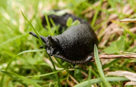 Una babosa fue la responsable del caos en red de trenes en Japón