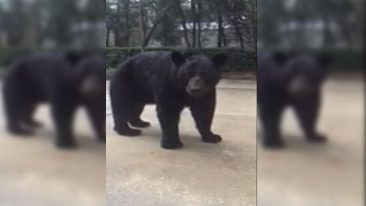 Mujer de Florida tiene un encuentro 'cara a cara' con un peligroso oso negro