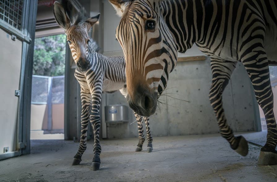 Su mamá se llama Poppy, y tanto ella como el bebé viven con su papá (Scooby), su hermano (Archie) y tres amigos (Zibby, Ziva y Bryce).