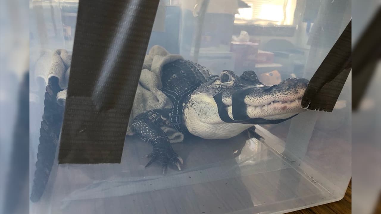 Dueño de un caimán lo entrega a las autoridades en Nueva York al ya no poder cuidarlo