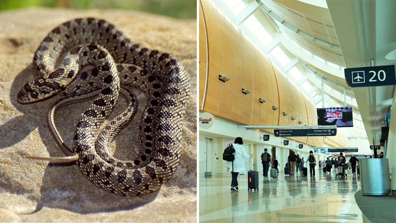 Serpiente no venenosa causa revuelo en Aeropuerto Internacional de San José 