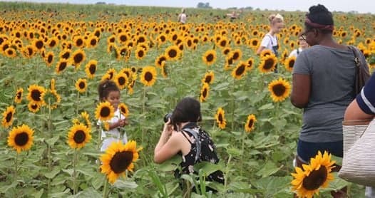 <b><a href="https://www.yenserstreefarm.com/" target="_blank">Yenser's Tree Farm</a> </b>:Coge tu cámara y prepárate para capturar un campo dorado de girasoles con vistas al pintoresco valle de Mahoning. Si su familia es fanática de los laberintos de maíz, no querrá perderse el laberinto de girasoles de 2 acres del festival diseñado con un patrón de girasol. Otras actividades incluyen paseos en carruajes, un cañón de maíz, un parque infantil y tres camiones de comida diferentes. La finca opera con un sistema de honor, y usted puede elegir y pagar según su conveniencia. 📍1910 Mahoning Dr E, Lehighton, PA 18235