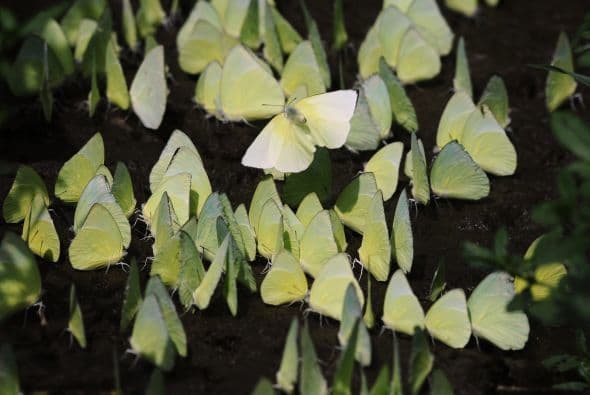 Mariposas amarillas en un santuario de vida silvestre en las afueras de Guwahati, Malasia.