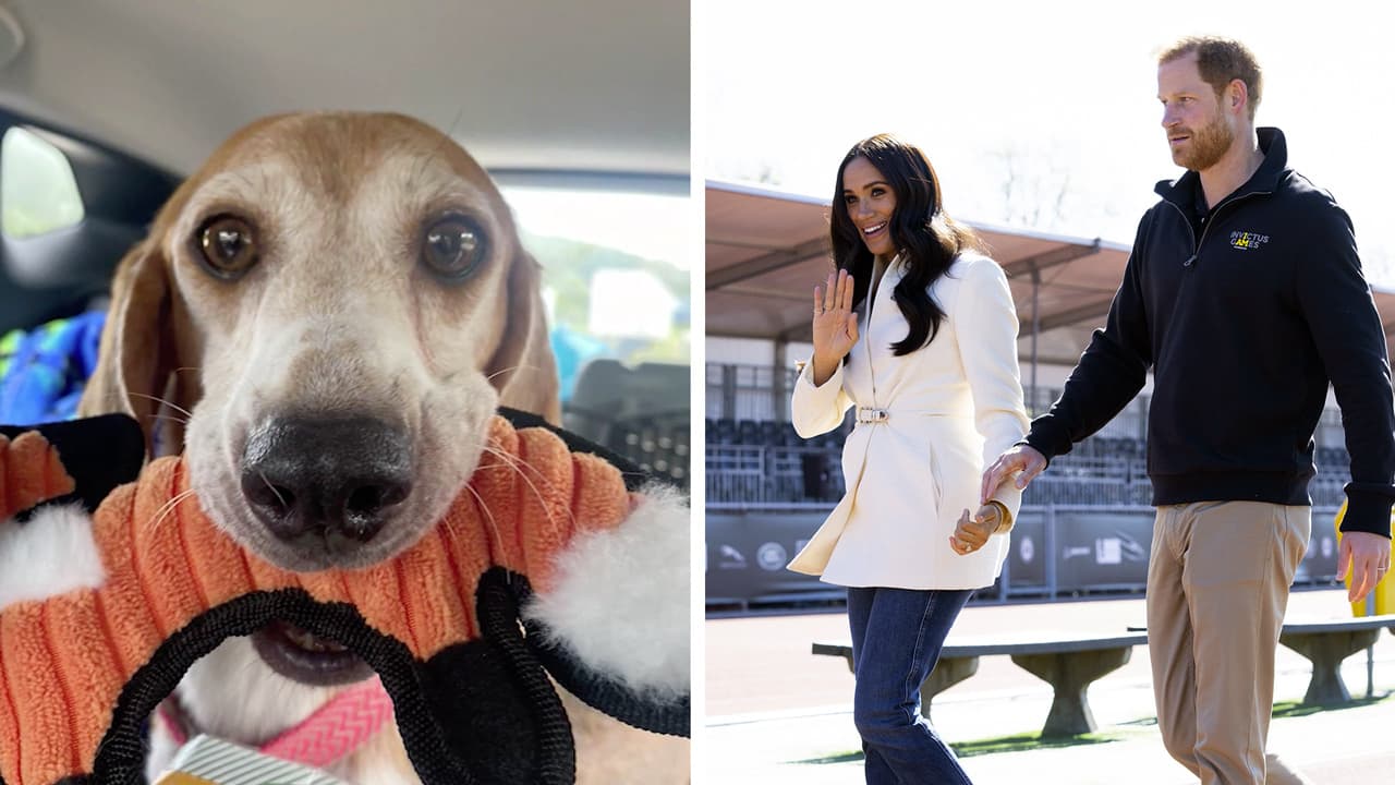 Uno de los 4,000 beagles rescatados en Virginia es adoptado por Harry y Meghan
