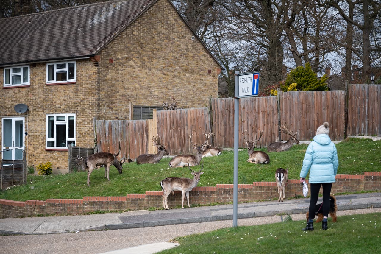 En Romford, Reino Unido, ha sucedido algo similar. Los venados que viven en un parque de la ciudad se han acercado a las zonas residenciales ahora silenciosas y vacías por la cuarentena. 2 de abril.