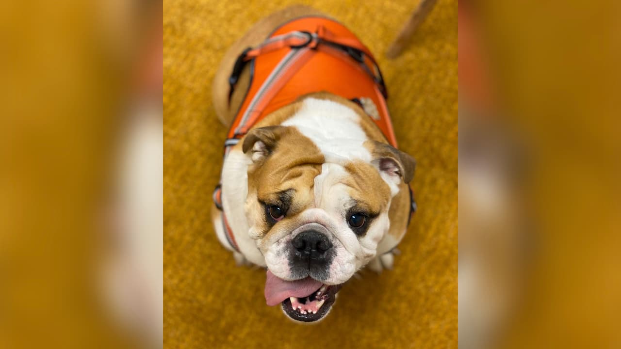 "Charlotte es una perrita muy dulce y cariñosa, le encanta dormir todo el día y ser amada por sus papás"