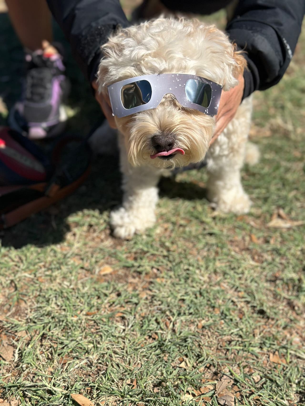 Buddy, el perrito de la meteoróloga Nelly Carreño también usó sus gafas especiales para ver el eclipse solar anular.