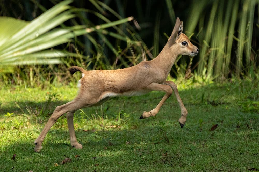 Este es “Bubba” una gacela varón que nació en el 
<a href="https://twitter.com/zoomiami" target="_blank">zoológico de Miami</a>.