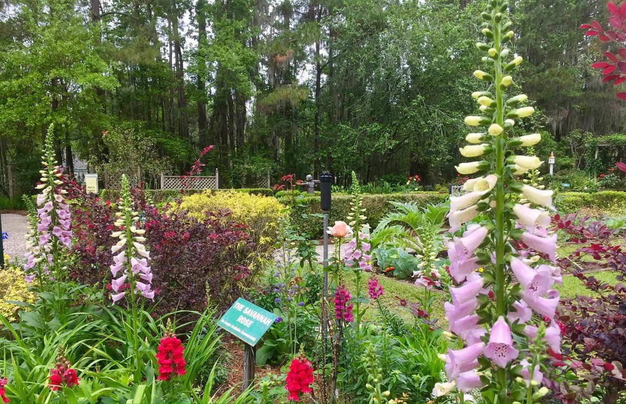 <b><a href="https://www.savannahbotanical.org/">Savannah Botanical Garden</a></b>: El Jardín Botánico de Savannah incluye senderos naturales, un estanque pintoresco y una exhibición arqueológica entre las exhibiciones formales y naturales. Disfruta del encanto sureño de la histórica Casa Reinhard, los dulces sonidos de los pájaros cantores y pasea por un sendero que explora camelias, helechos y un jardín infantil. La admisión es gratuita.