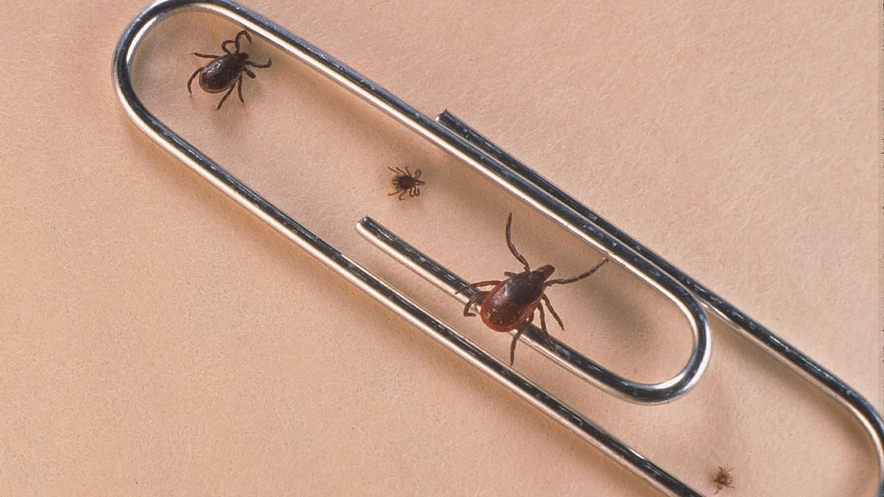 Una vez que la garrapata esté fuera no la aplaste, sumérjala en alcohol, colóquela en una bolsa o tírela por el inodoro. Cuanto más tiempo permanezca la garrapata adherida a la piel, mayor será el riesgo de que transmita una enfermedad. Además, es posible que la piel se irrite.