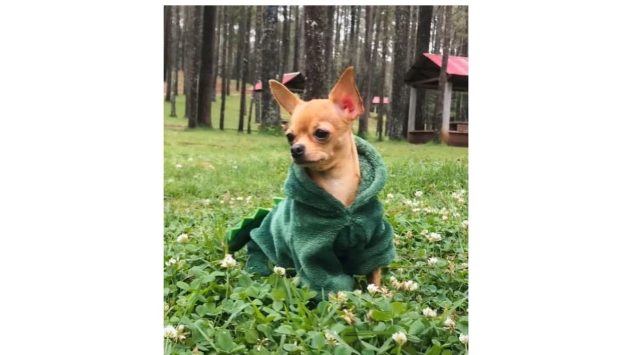 Kyra, la perrita que es una celebridad en TikTok