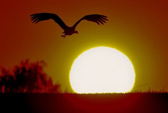 Un ave vuela al atardecer cerca de Heinersdorf, Alemania.