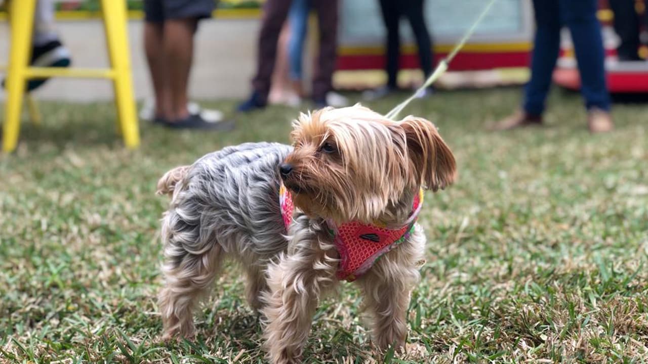 Aquí te puedes relajar ya sea solo o acompañado, incluso traer a tu mascota.