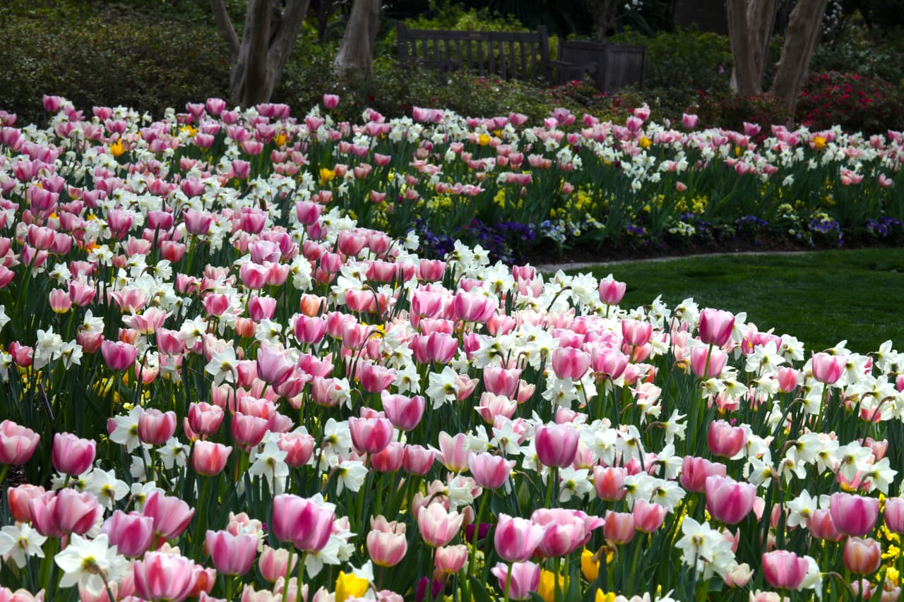 “El Dallas Arboretum marca el comienzo de la primavera con Dallas Blooms. El jardín es el lugar más glorioso de Dallas para ver cientos de miles de tulipanes y flores primaverales junto con cerezos y azaleas", dice Sabina Carr, presidenta y directora del Dallas Arboretum.