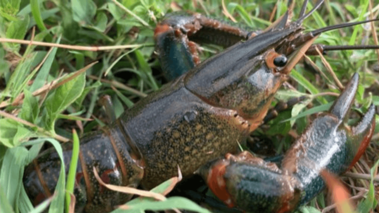 Una especie invasora australiana de cangrejo de pinza roja de río está presente en Texas