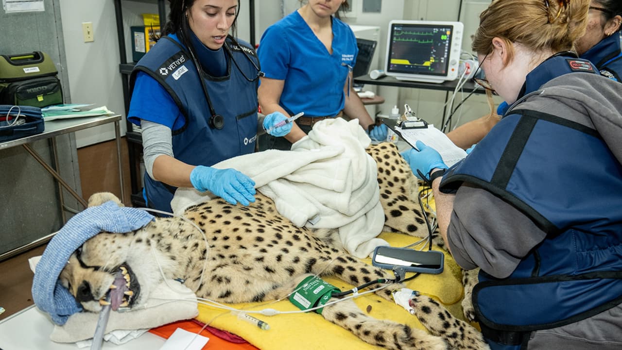 Un felino de grandes proporciones fue uno de los ejemplares del Zoo de Miami que asistieron a su visita con el dentista.