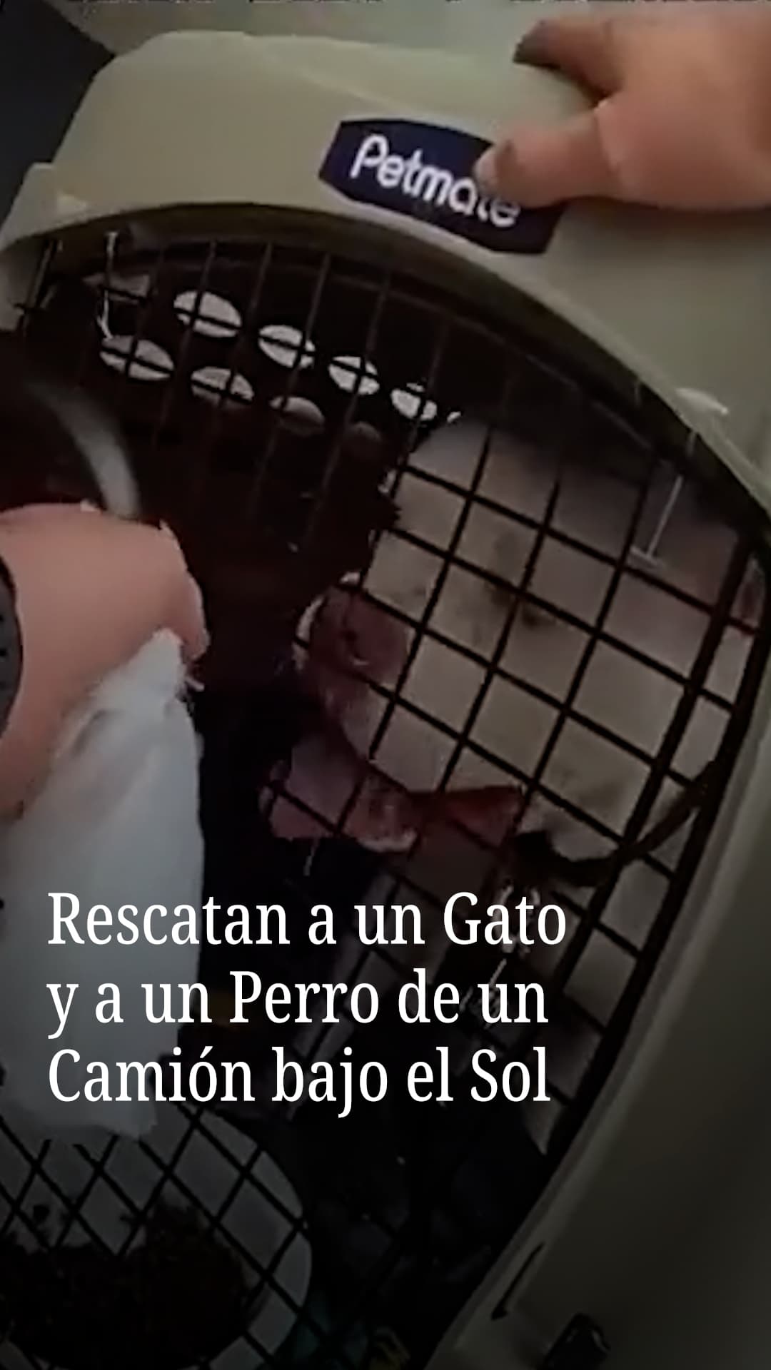 Rescatan a un gato y a un perro de un camión bajo el sol